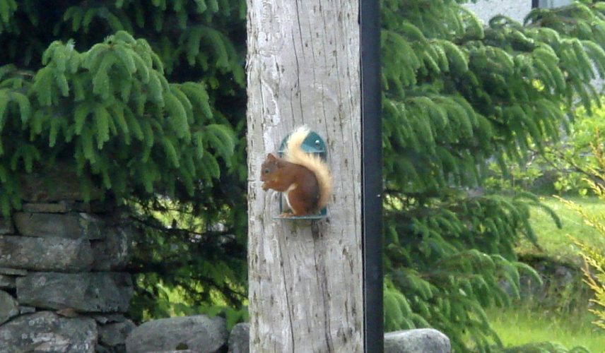 Regular visitor to Balnabruaich