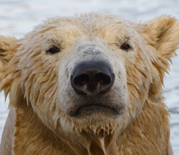 Highland Wildlife Park